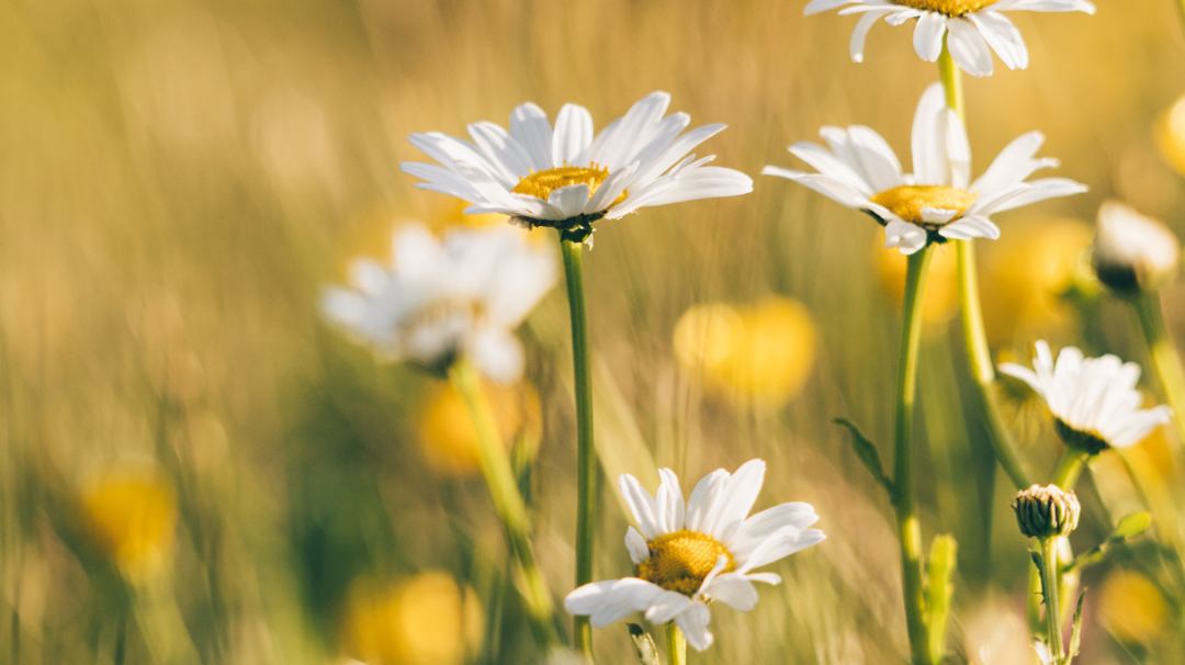 Let's Talk about wildflowers