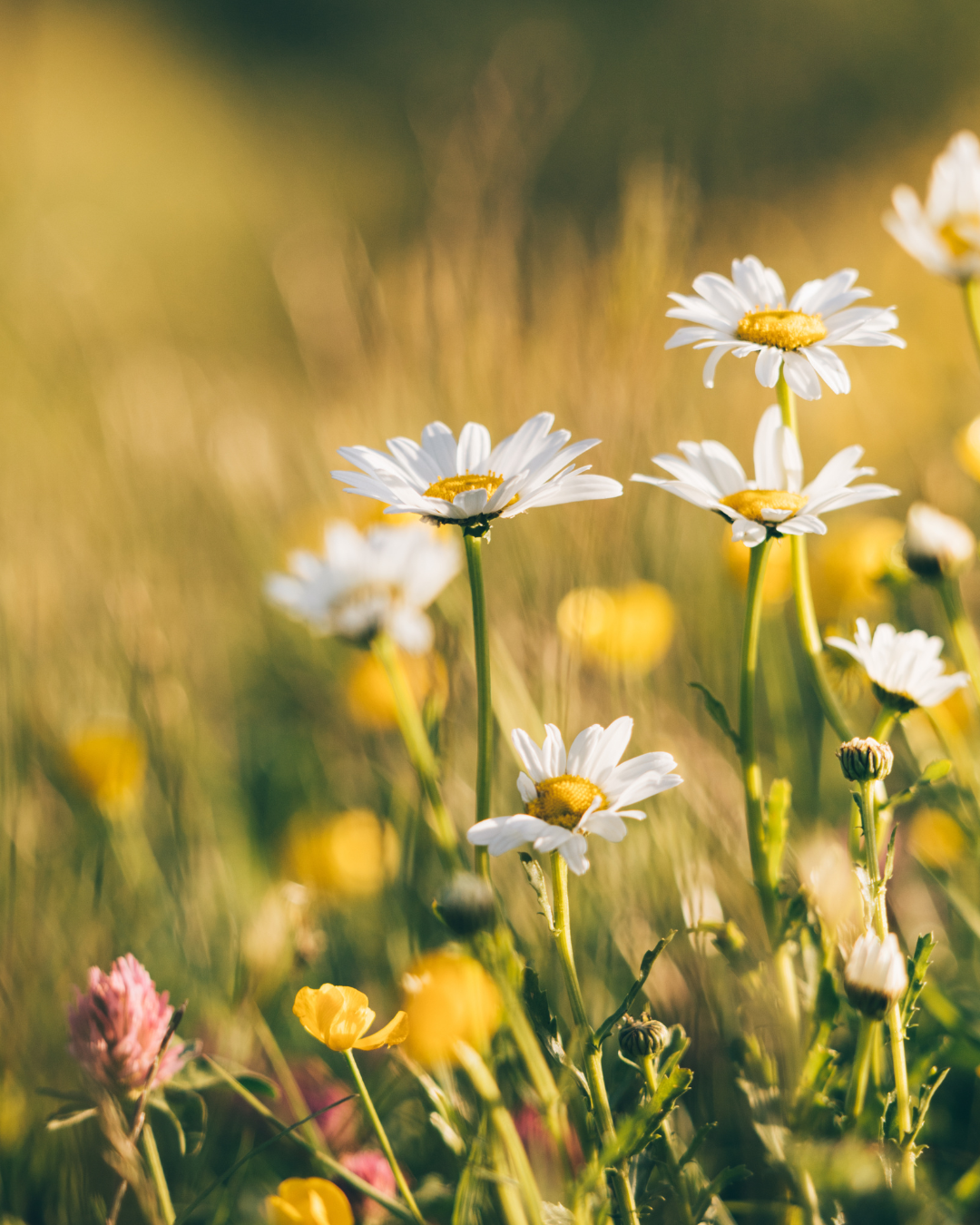 Let's Talk about wildflowers